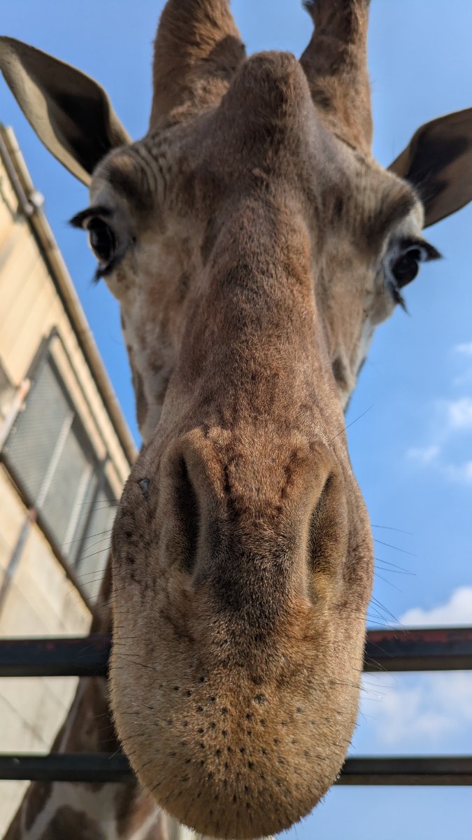 キリンの顔ドアップ